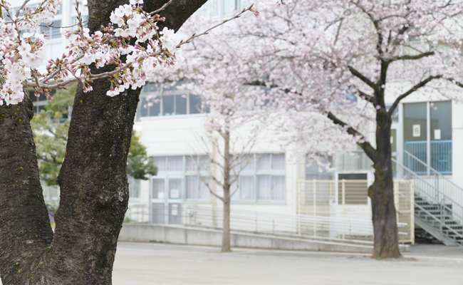 桜